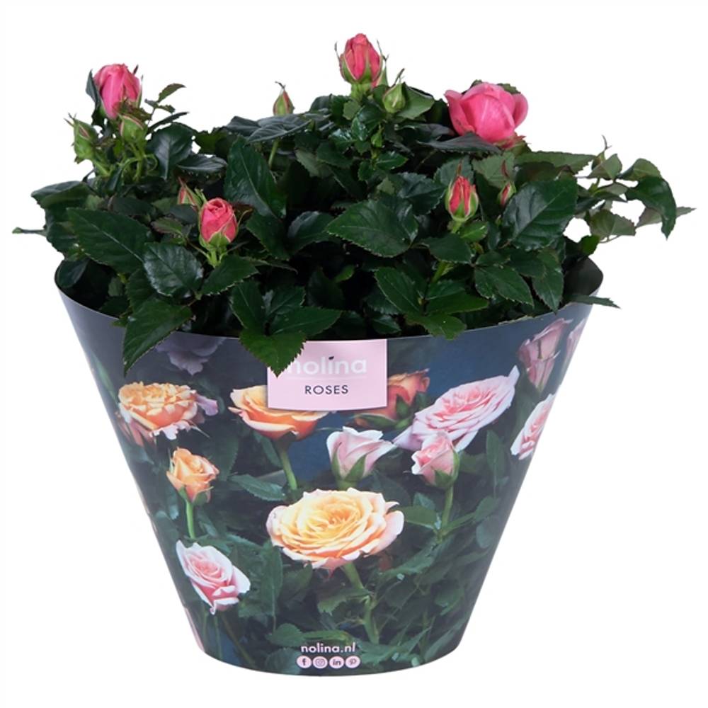 Rosa rosa Excellent Schale Tiffany T23 H32