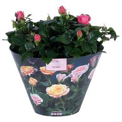 Rosa rosa Excellent Schale Tiffany T23 H32