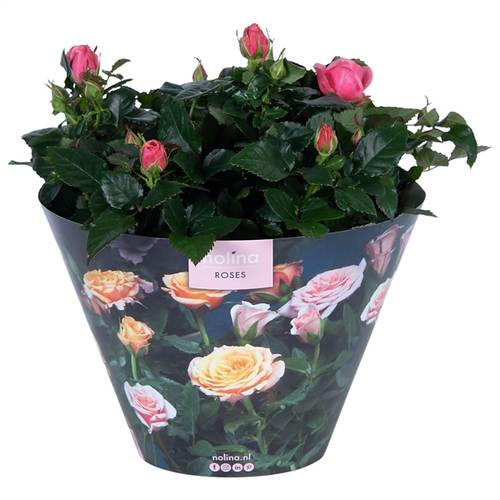 Rosa rosa Excellent Schale Tiffany T23 H32