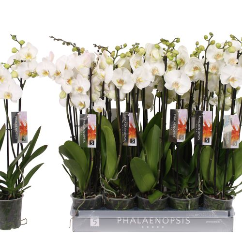 Phal.4-R weiss T12 H60