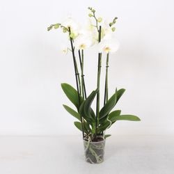 Phal.4-R weiss T12 H60
