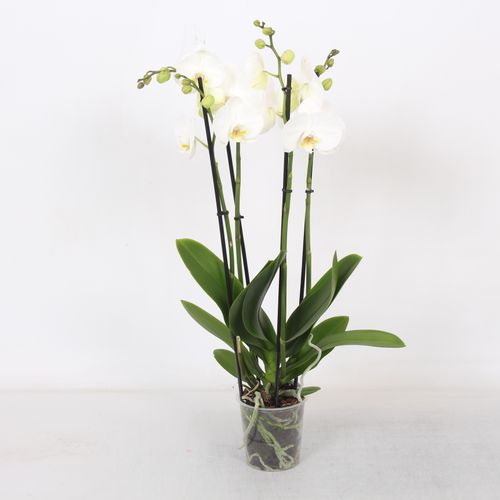 Phal.4-R weiss T12 H60