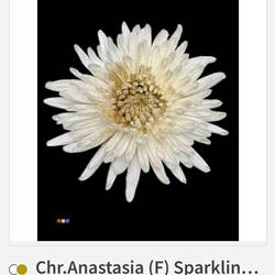 Chrys.Deko weiss-gold gefärbt Sparklig Gold