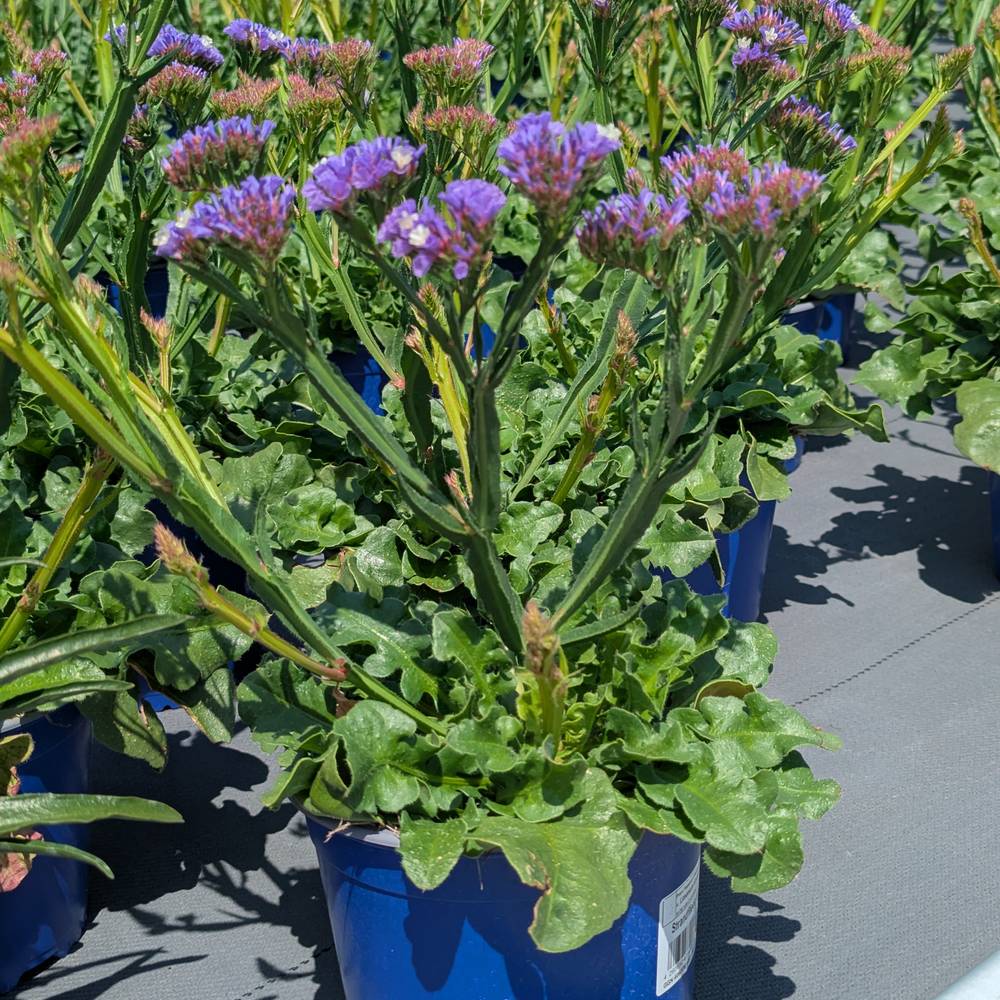 Limonium lila T17 H050
