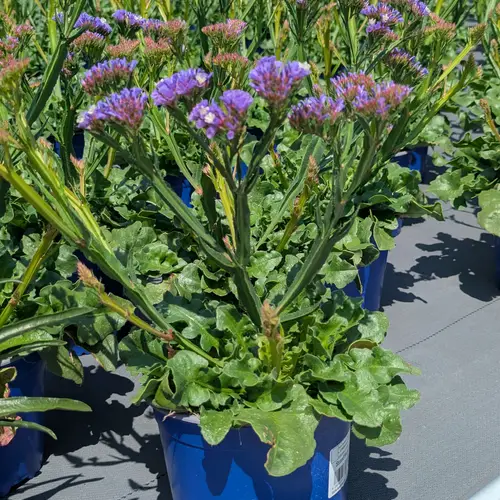 Limonium lila T17 H050