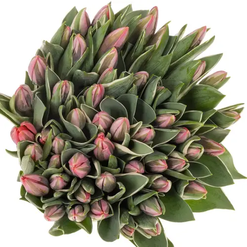 Tulpe rosa Pretty Princes 29 Gramm