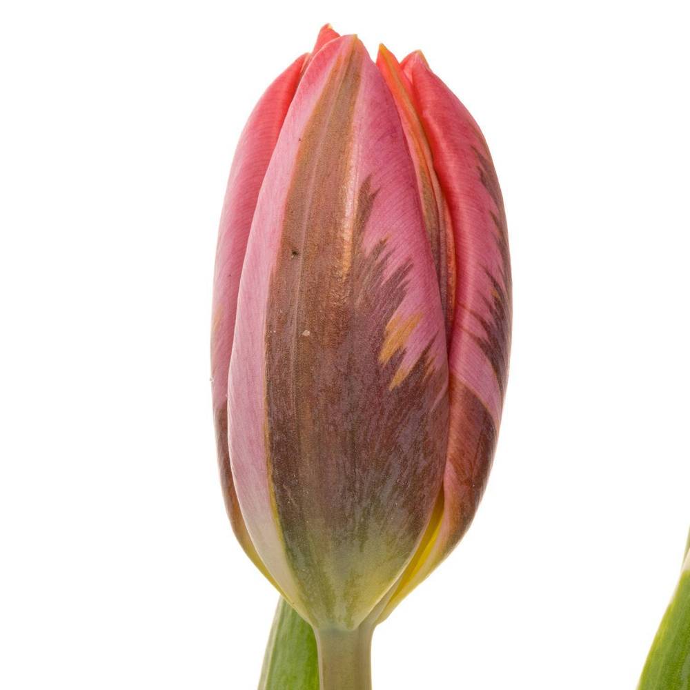 Tulpe rosa Pretty Princes 29 Gramm