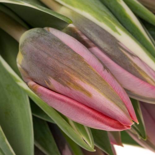 Tulpe rosa Pretty Princes 29 Gramm