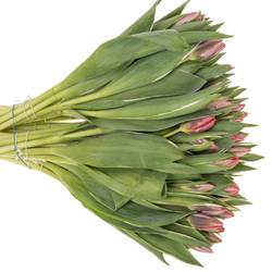 Tulpe rosa Pretty Princes 29 Gramm