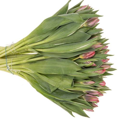 Tulpe rosa Pretty Princes 29 Gramm