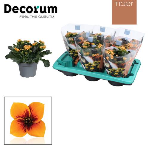 Kal.Einfachbl. orange Tiger T15 H026