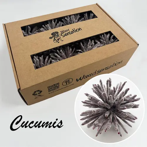 Seiden Wachs Cucumis eisig weinrot