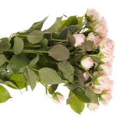 Rose verzweigt rosa Aerobic 3+Blüte 50cm