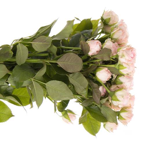 Rose verzweigt rosa Aerobic 3+Blüte 50cm