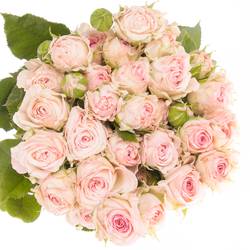 Rose verzweigt rosa Aerobic 3+Blüte 50cm