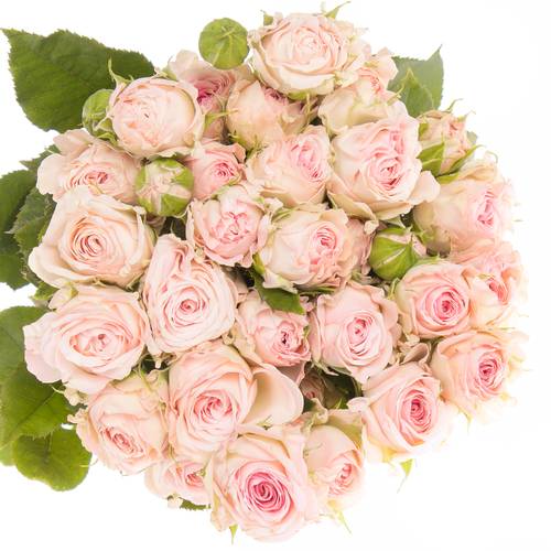 Rose verzweigt rosa Aerobic 3+Blüte 50cm