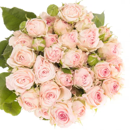 Rose verzweigt rosa Aerobic 3+Blüte 50cm