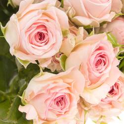 Rose verzweigt rosa Aerobic 3+Blüte 50cm