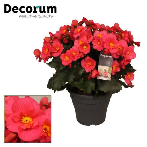 Begonie lila Belove T19 H35