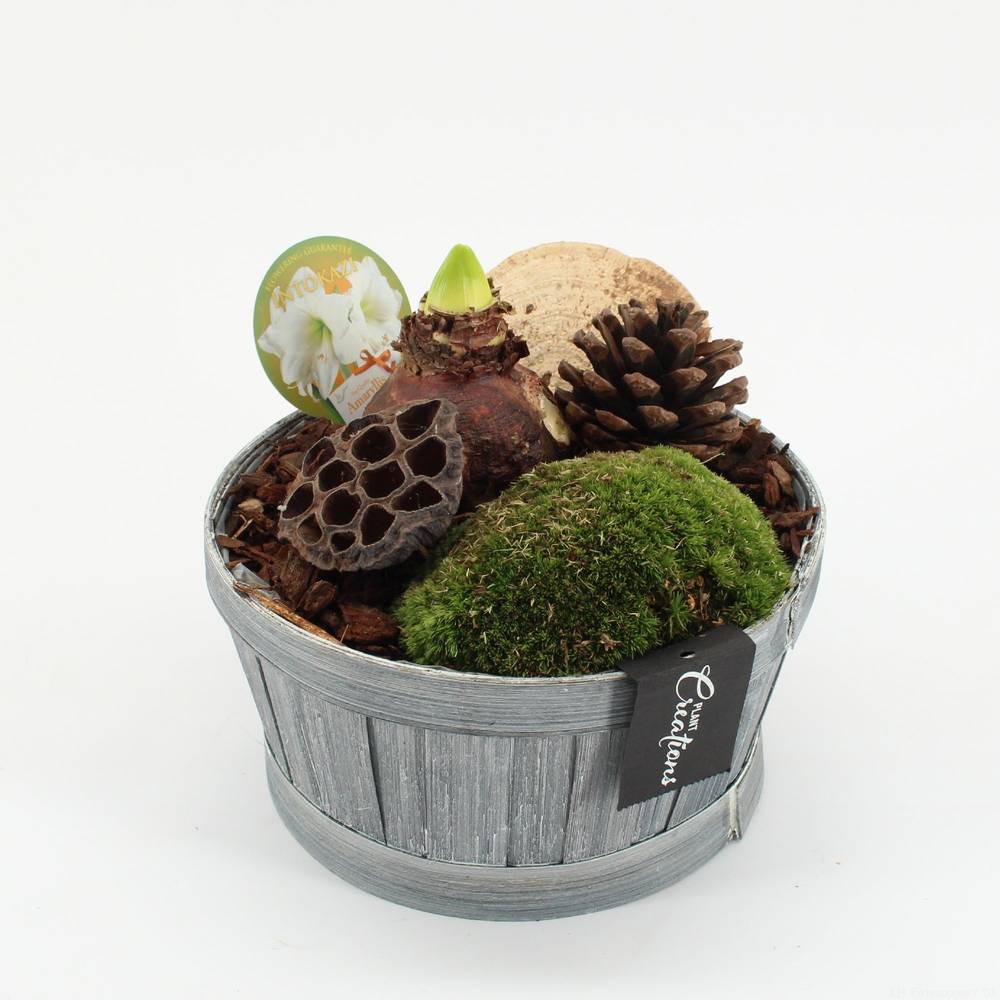 Amaryl.Arr-2522W Herbst weisse Bl. T19 H020