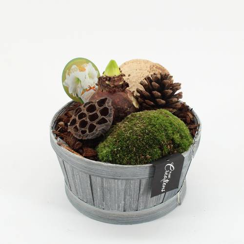 Amaryl.Arr-2522W Herbst weisse Bl. T19 H020