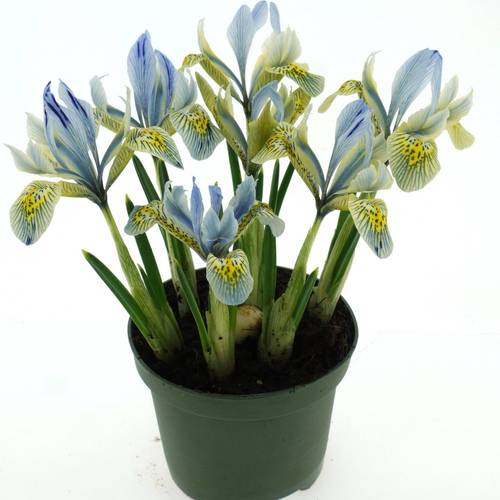 Iris Katharine Hodgkin T10 H014