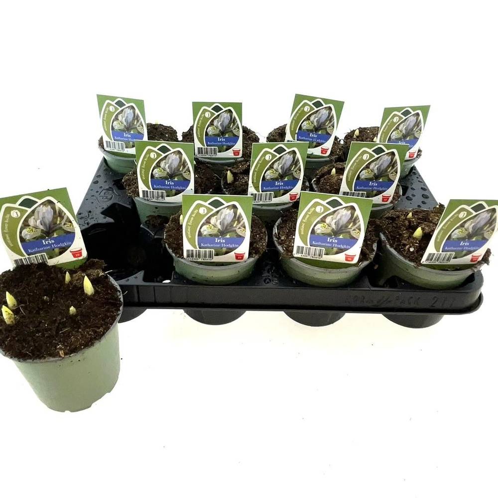 Iris Katharine Hodgkin T10 H014