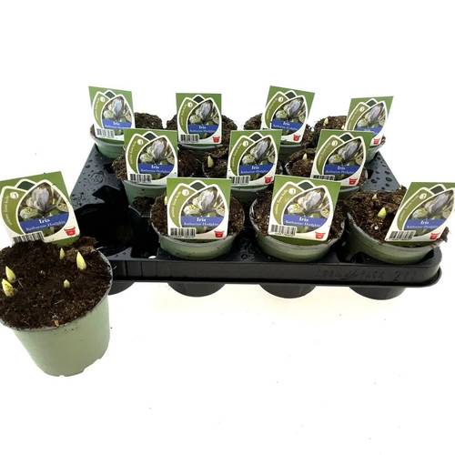 Iris Katharine Hodgkin T10 H014