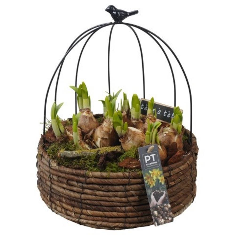 Narzis.Arr PTN8656 T20 H032