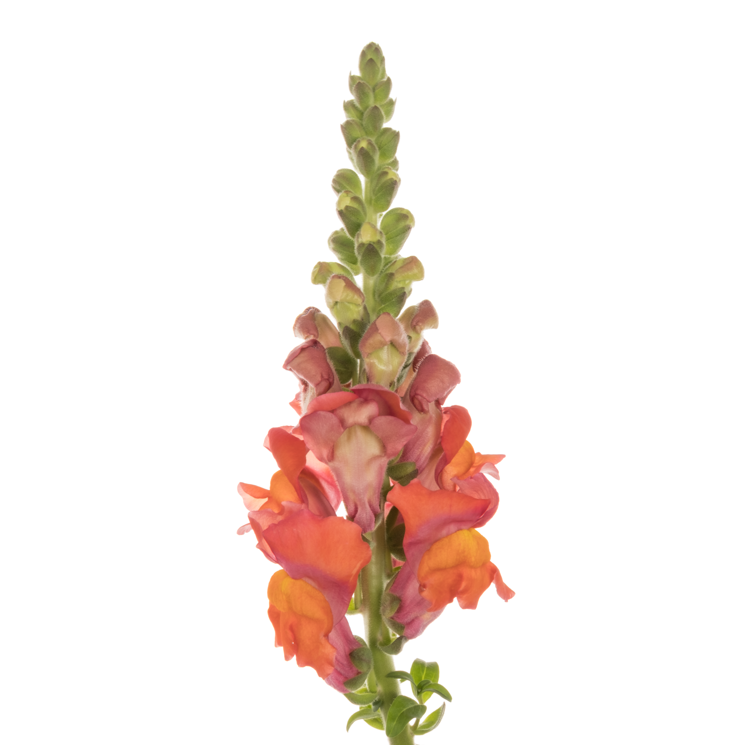 Löwenmaul orange Cool Orange 80 cm