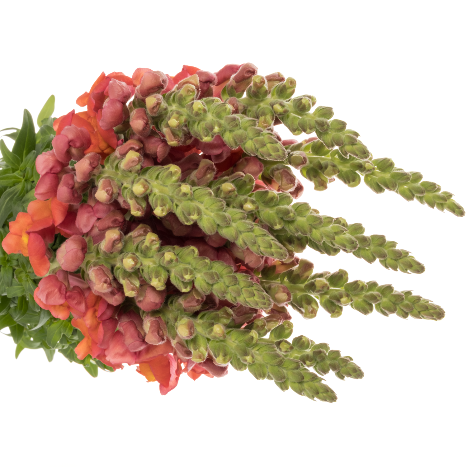 Löwenmaul orange Cool Orange 80 cm