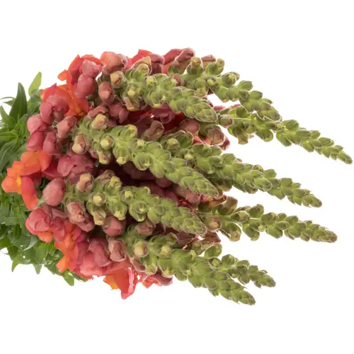 Löwenmaul orange Cool Orange 80 cm