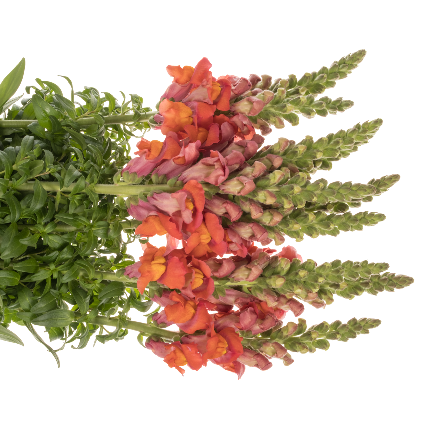 Löwenmaul orange Cool Orange 80 cm