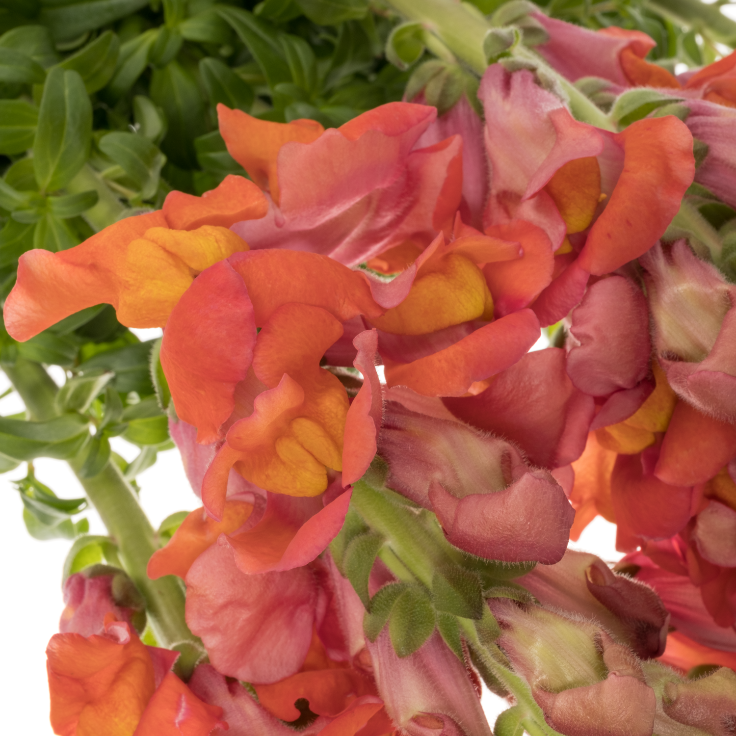 Löwenmaul orange Cool Orange 80 cm