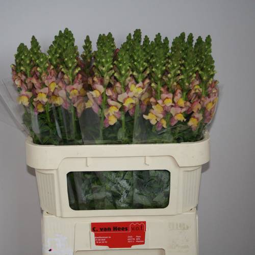 Löwenmaul orange Cool Orange 75cm