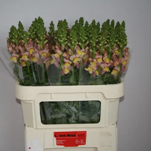 Löwenmaul orange Cool Orange 75cm