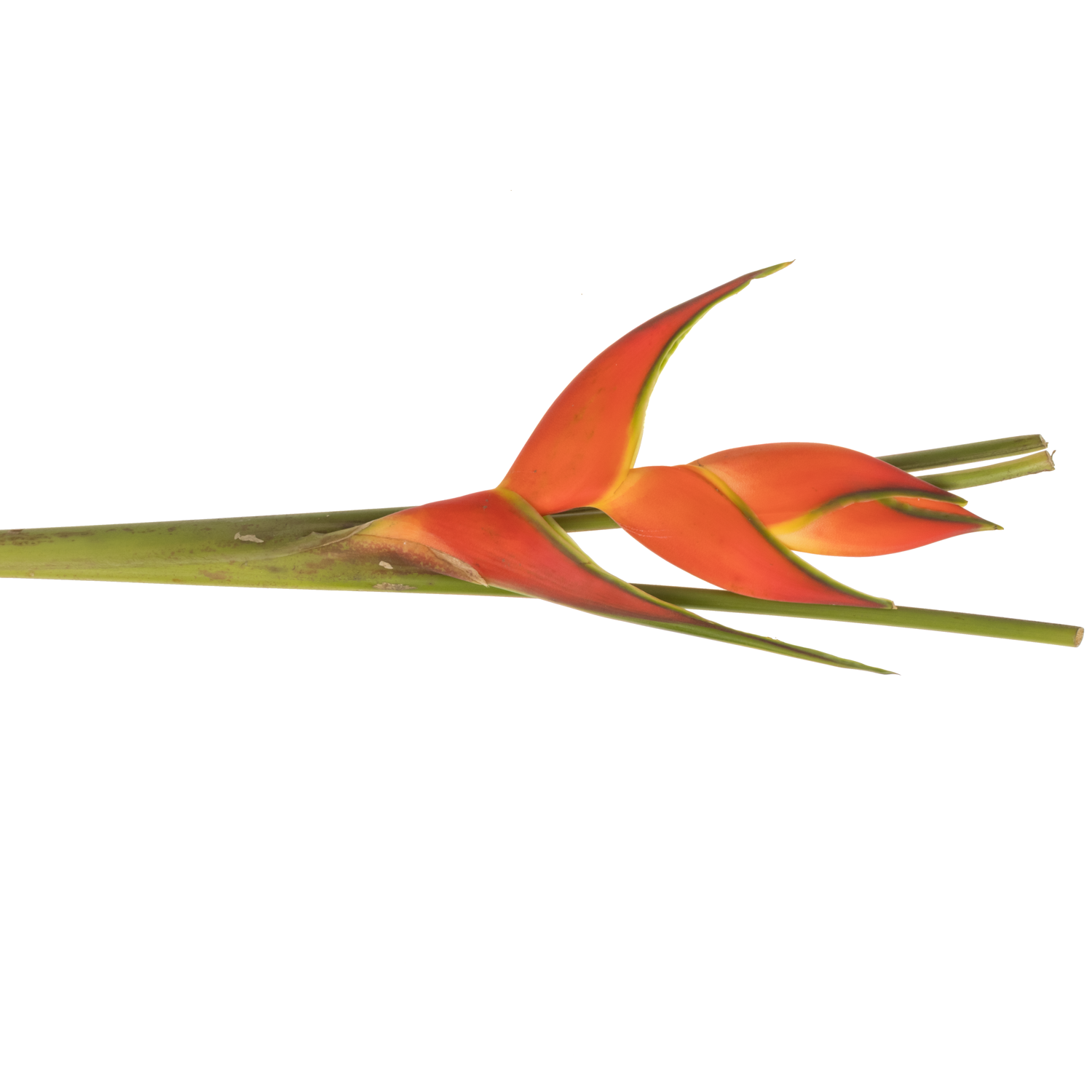 Heliconia Mittel orange Oriole 100cm