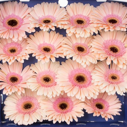 Gerbera rosa Alliance