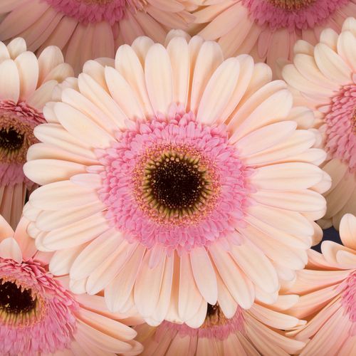 Gerbera rosa Alliance