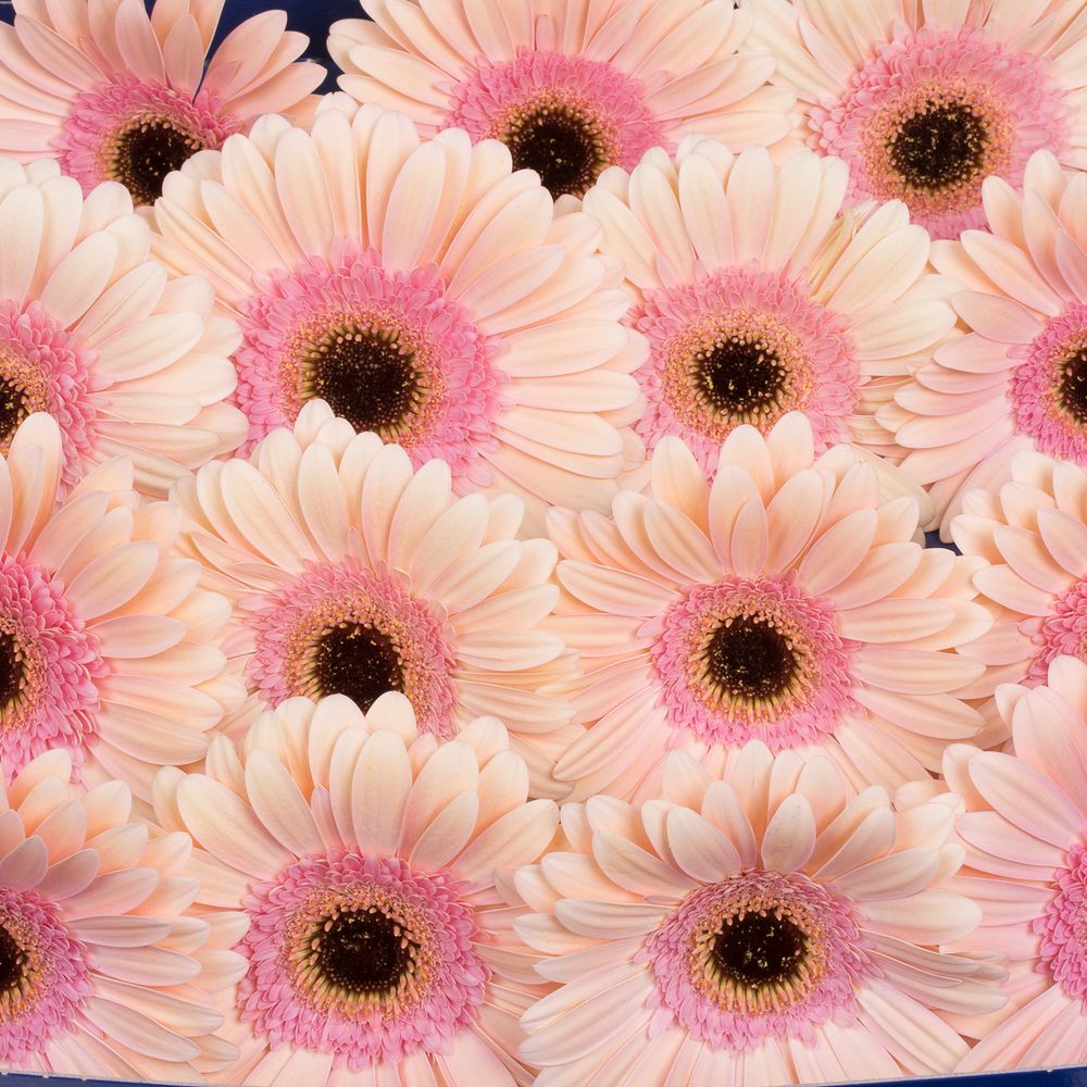 Gerbera rosa Alliance