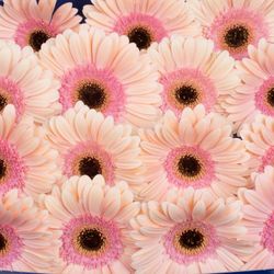 Gerbera rosa Alliance