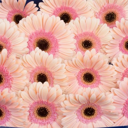 Gerbera rosa Alliance