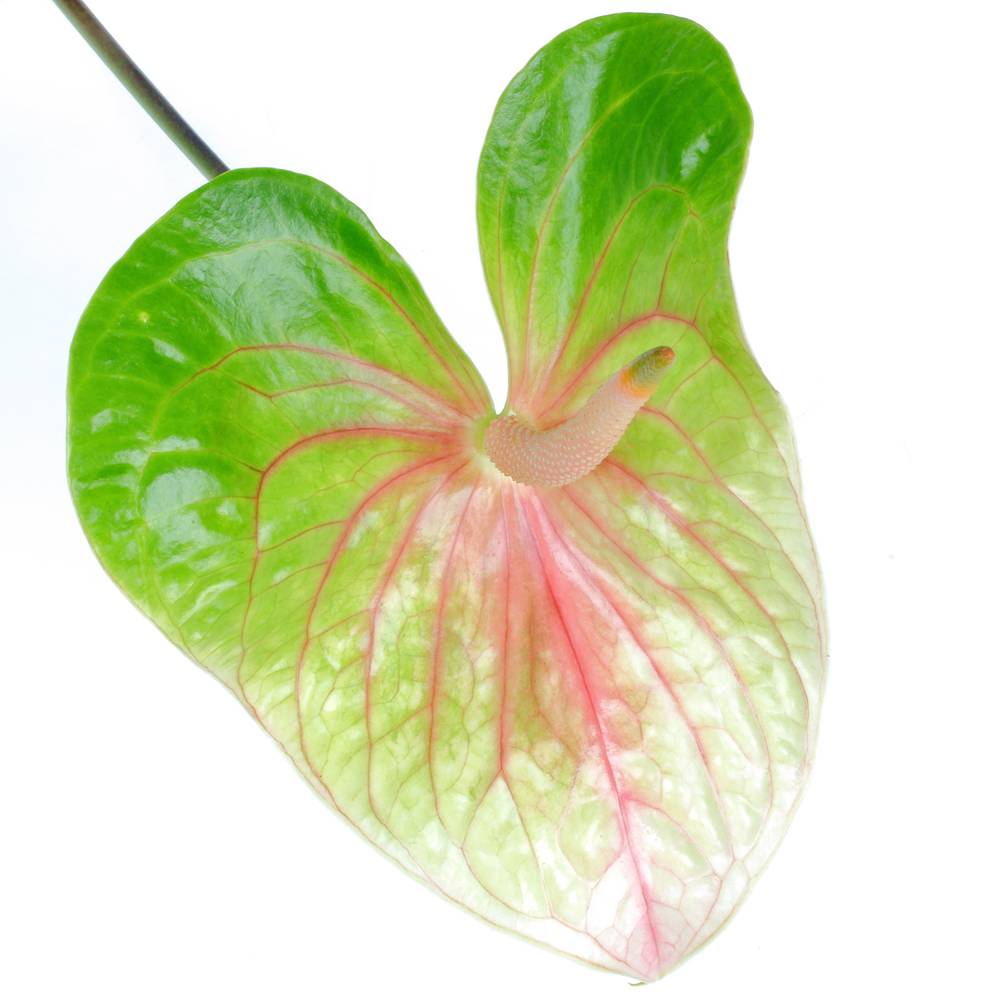 Anthurium grün Lucardi Blüte 11cm