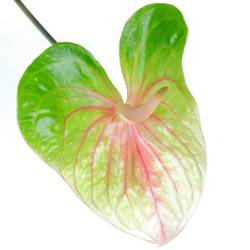 Anthurium grün Lucardi Blüte 11cm