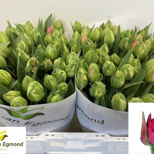 Tulpe dunkel rosa Doppel Glamour Girl 34Gramm