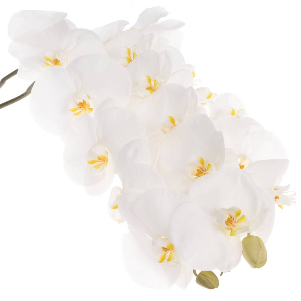 Phalaenopsis weiss Sensation 45 Blüte 3 Stiele 80cm 