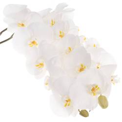Phalaenopsis weiss Sensation 45 Blüte 3 Stiele 80cm 