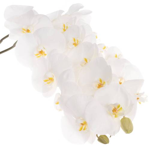 Phalaenopsis weiss Sensation 45 Blüte 3 Stiele 80cm 