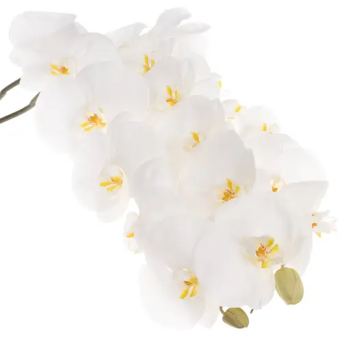 Phalaenopsis weiss Sensation 45 Blüte 3 Stiele 80cm 