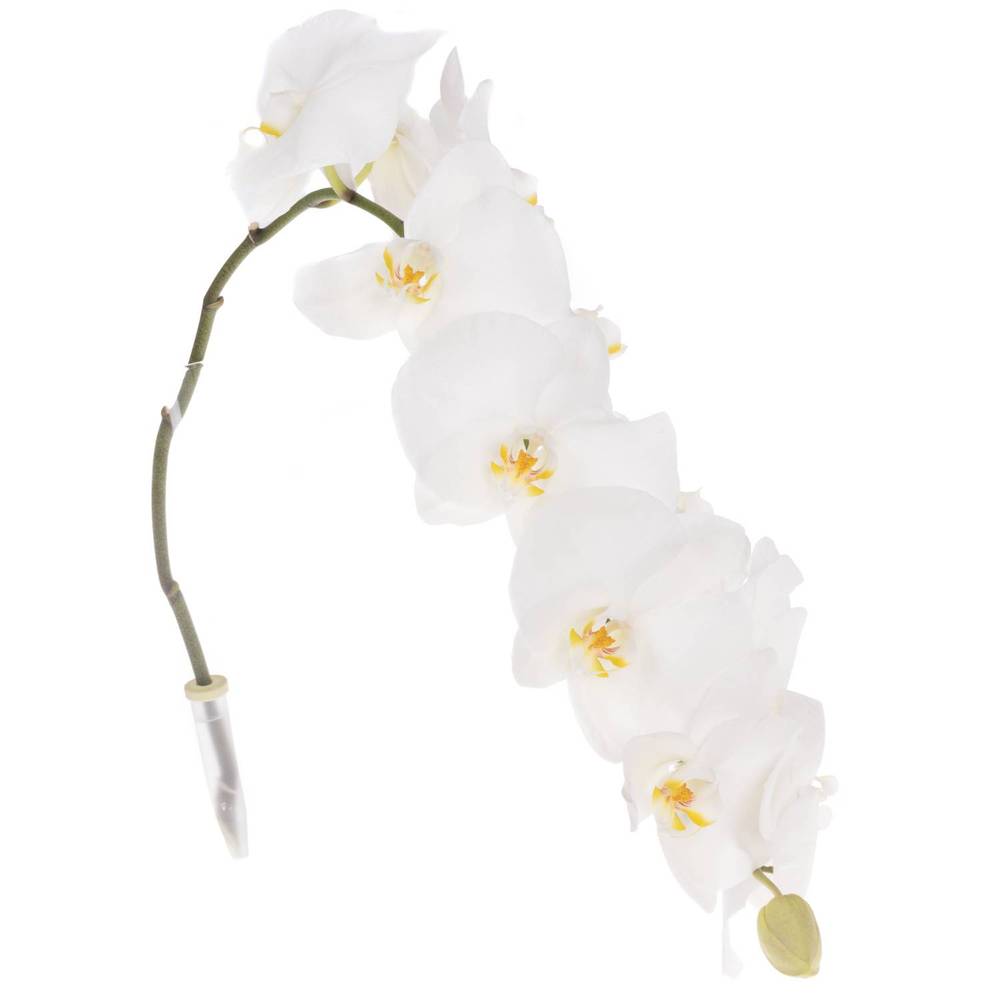 Phalaenopsis weiss Sensation 45 Blüte 3 Stiele 80cm 